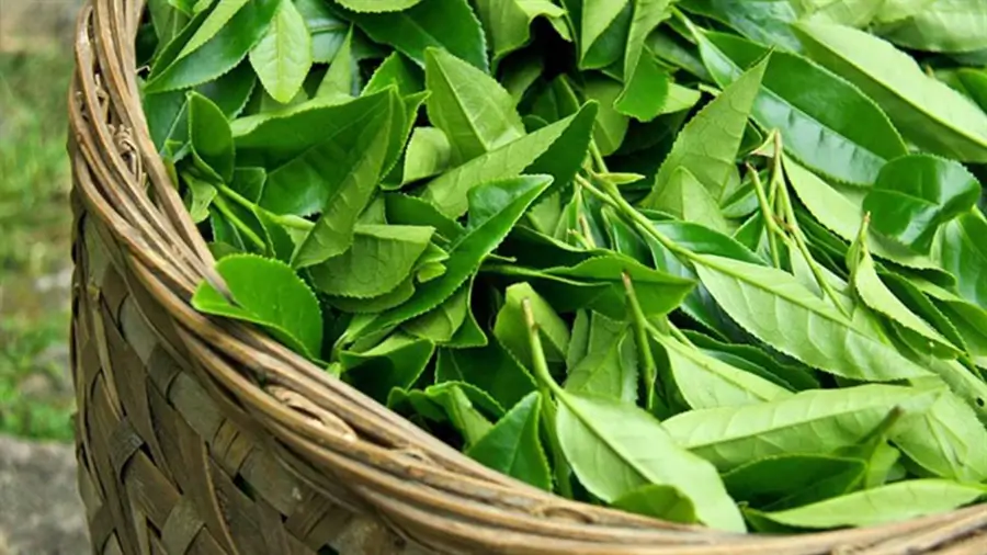 Cách chọn lá trà xanh tươi ngon