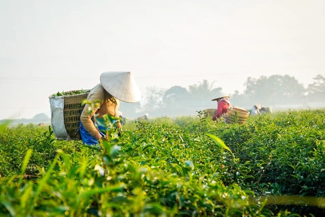 Sự công phu trong quá trình chế biến trà
