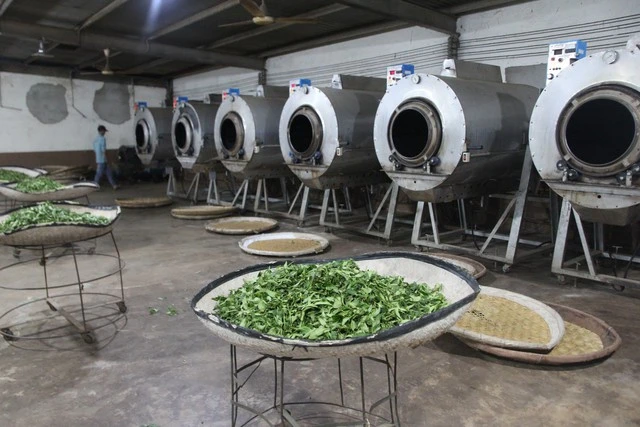 Sự công phu trong quá trình chế biến trà