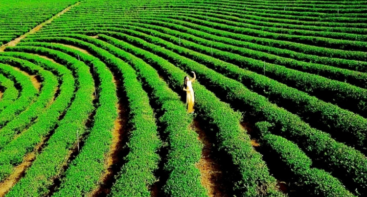 Yếu tố đầu tiên giúp cà phê Đôi Dép chinh phục người dùng  chính là chất lượng tuyệt hảo của hạt cà phê được thu hoạch ở vùng đất được mệnh danh là thủ phủ cà phê Việt