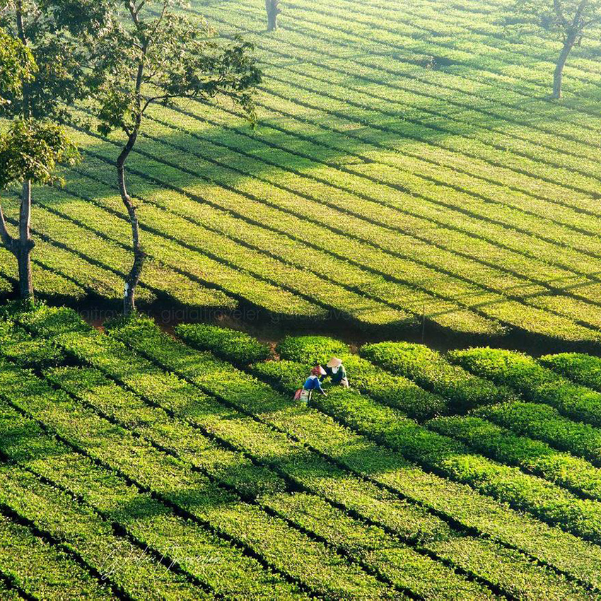Cánh đồng trà xanh mướt trải dài