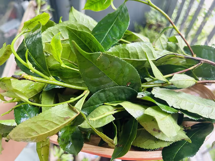 Khâu lựa chọn lá trà để nấu cũng vô cùng quan trọng