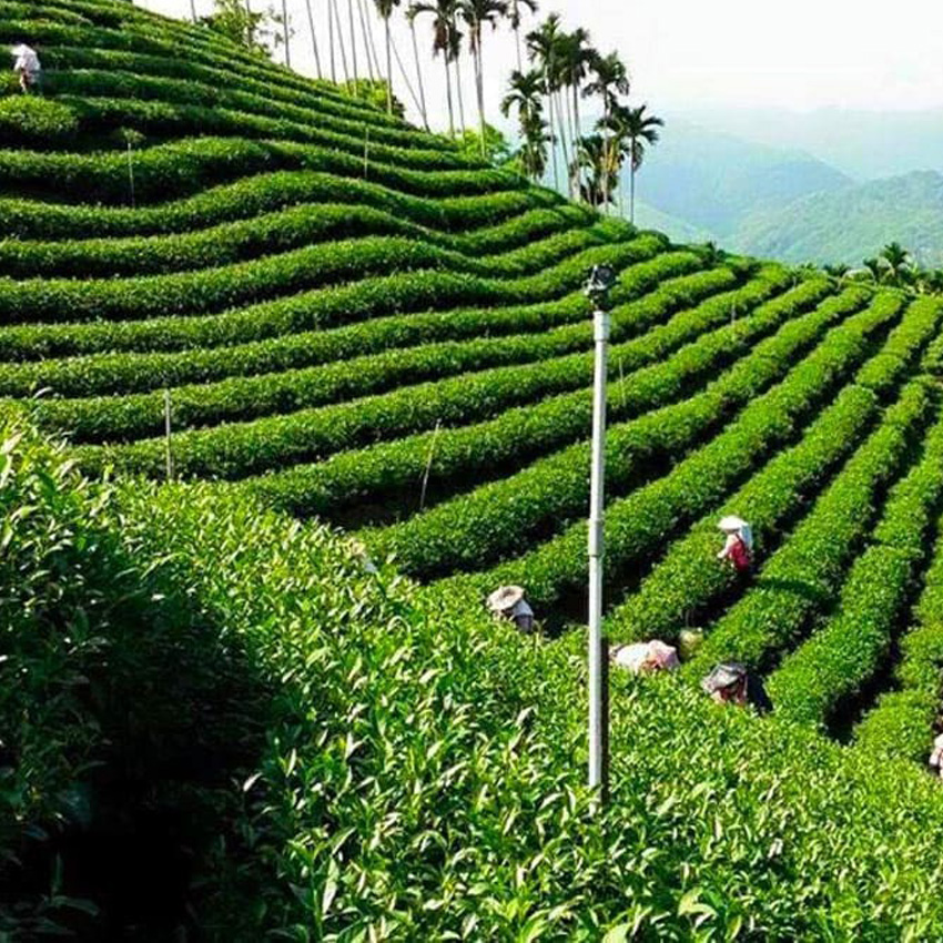 Trà olong Bảo Lộc tinh hoa trà từ cao nguyên Lâm Đồng