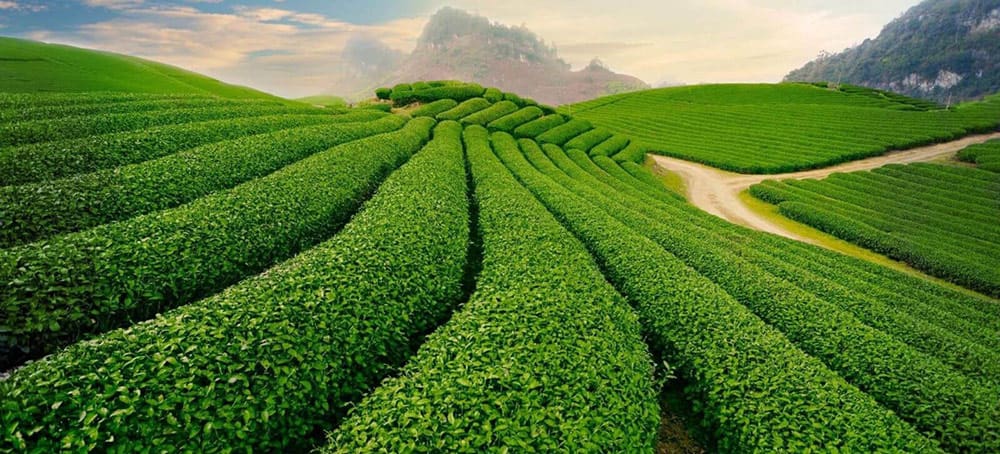 Đồi trà Bảo Lộc xanh ngát bạt ngàn