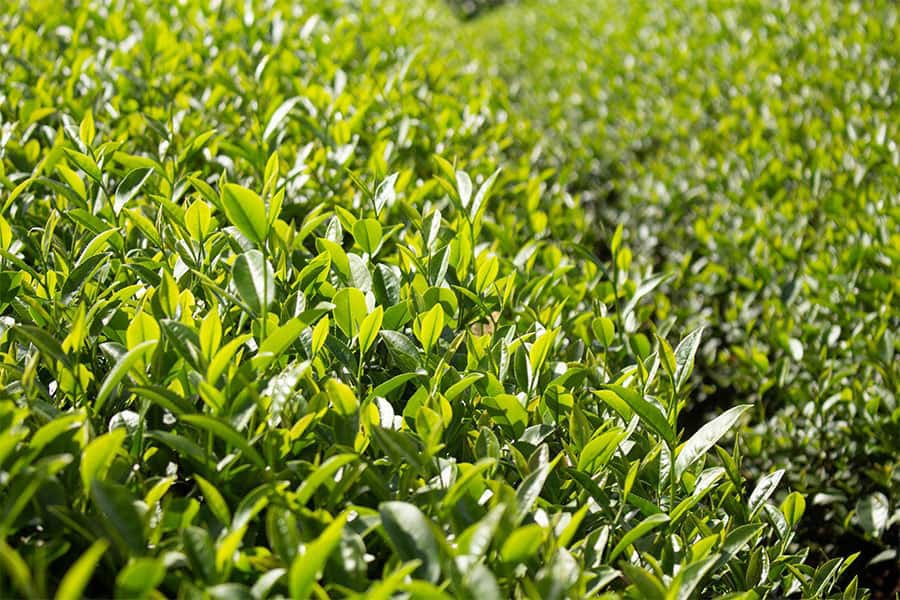 Giống trà Olong có ảnh hưởng lớn đến vị ngon