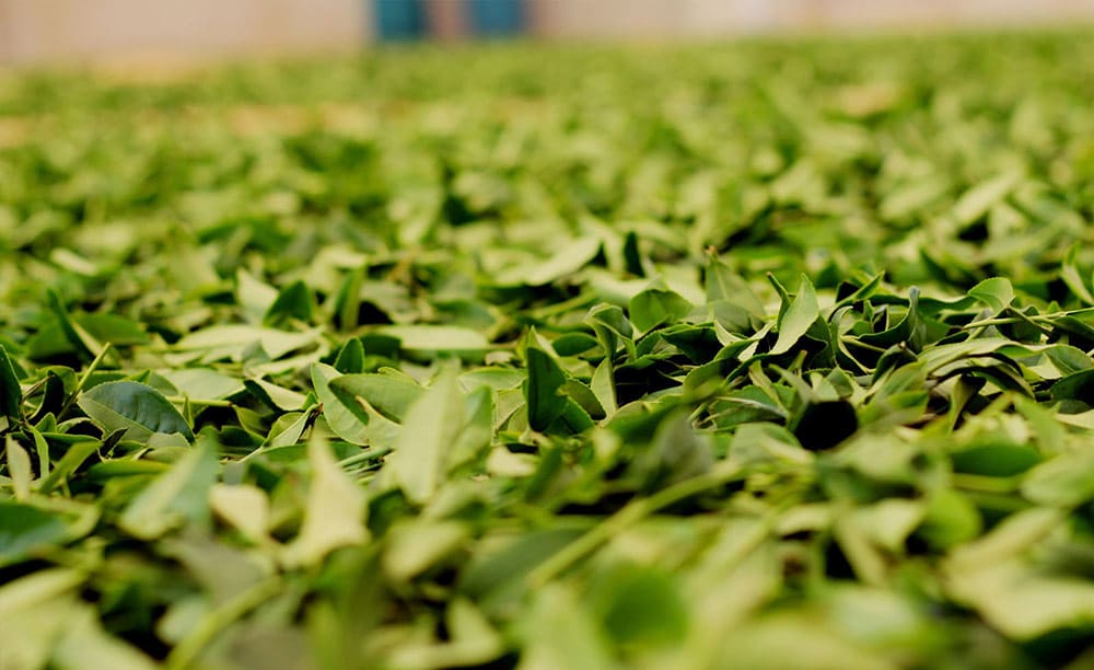 Trà Olong được phơi dưới nắng để làm héo