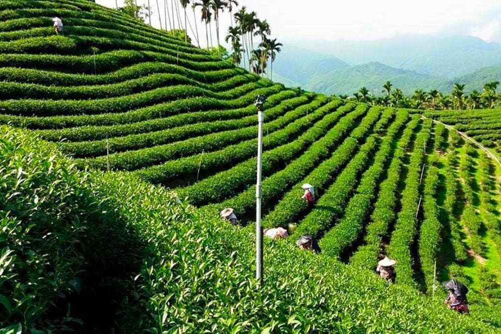 Bà bầu uống trà ô long được không? Cần lưu ý gì?