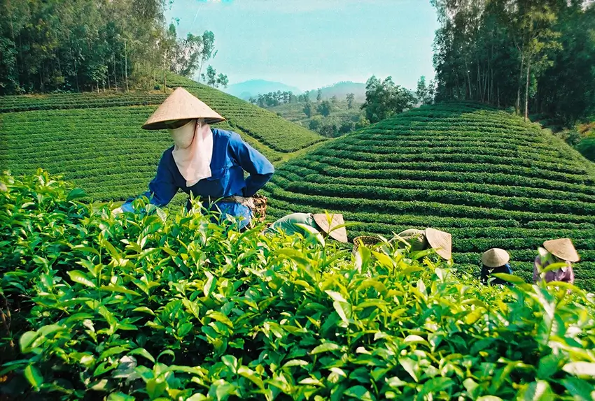 Trà Oolong thượng hạng từ Bảo Lộc: Khám phá hương vị đặc trưng