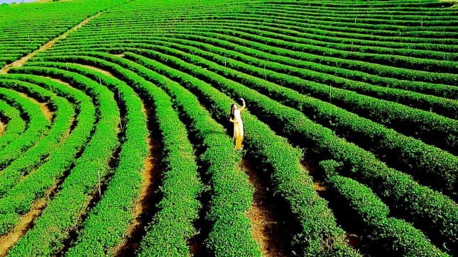 Đồi trà Bảo Lộc, tỉnh Lâm Đồng