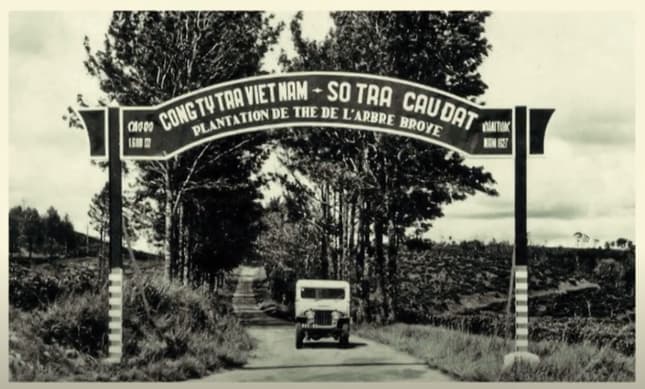 Đến giữa thế kỷ 20, cây trà được trồng khắp các miền quê ngoài Bắc và Trung, diện tích lớn nhất ở hai tỉnh Phú Thọ và Quảng Nam.