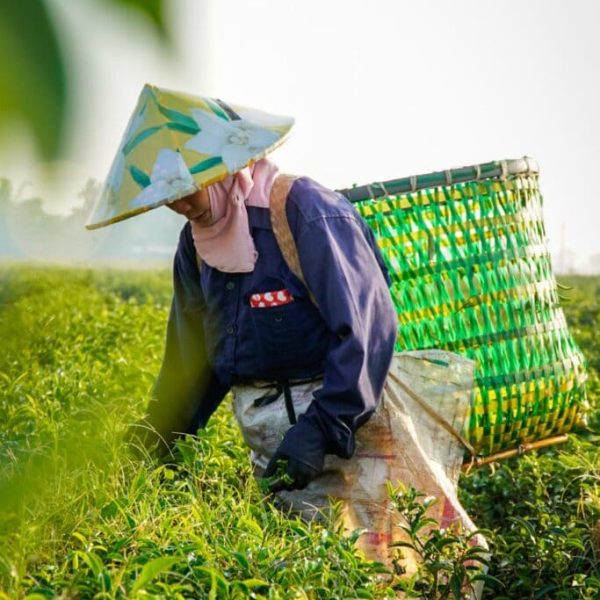 tea-world-6-1-683x1024