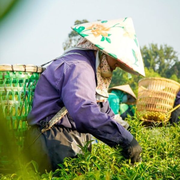 tea-world-6-2-683x1024