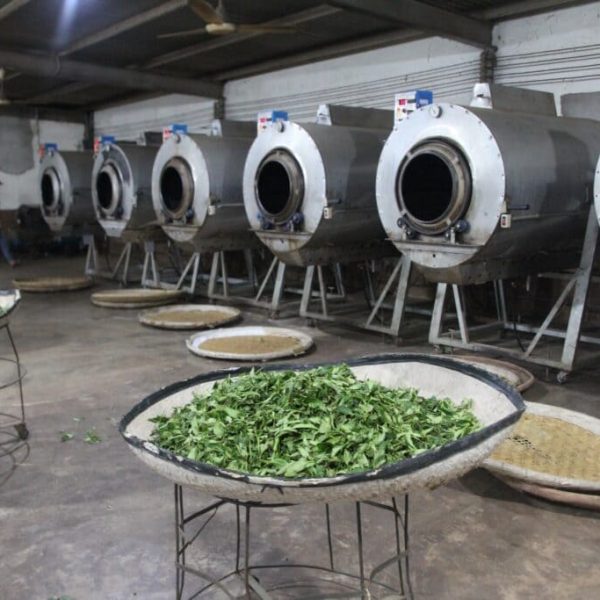 tea-world-6-4-1024x683