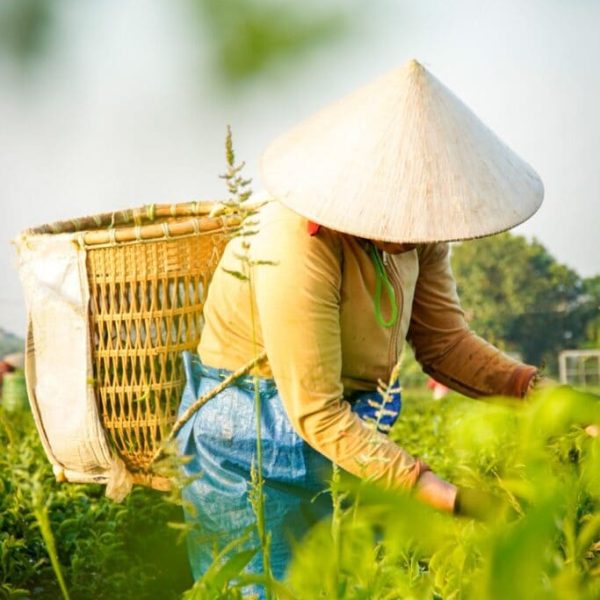 tea-world-6-5-683x1024