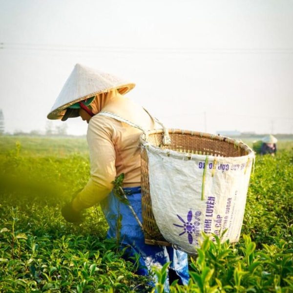 tea-world-6-6-683x1024