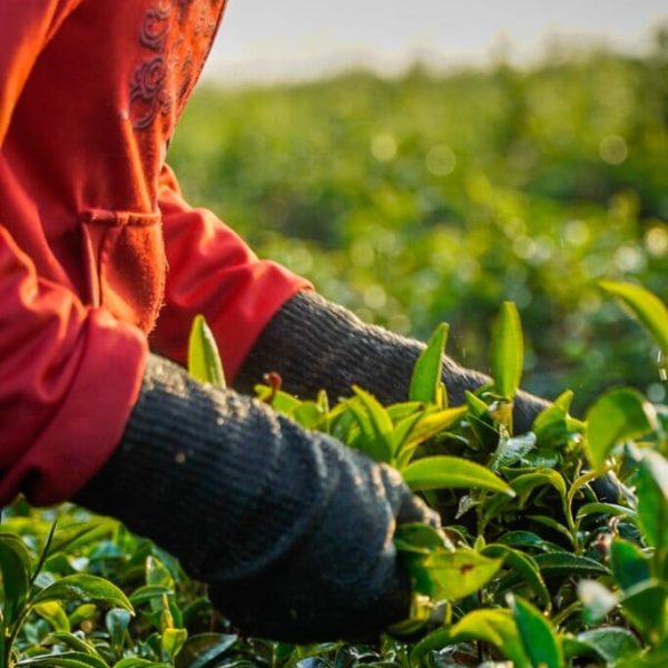 tea-world-6-7-683x1024