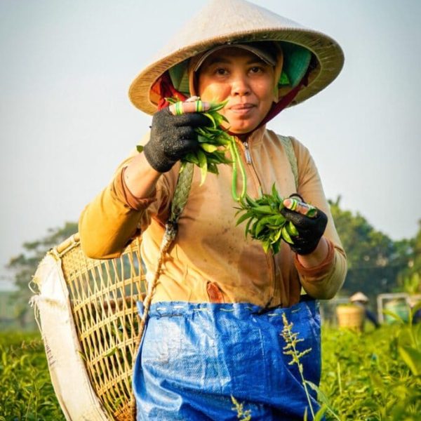 tea-world-6-8-683x1024