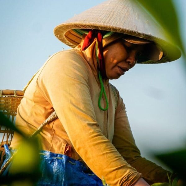 tea-world-6-9-683x1024